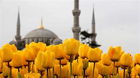 Joys Of The Ottoman Tulip Age