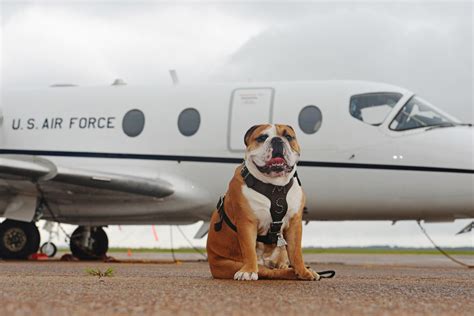 In belarus, he faces the death penalty. are dogs allowed on planes and which airline allows pets ...