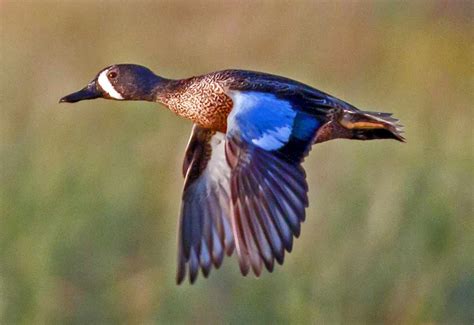 Blue Winged Teal Profile Traits Migration Habitat Breeding