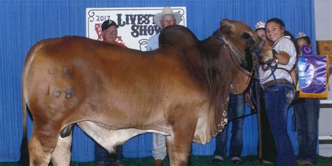 Brahman are known for their carcass yield, with remarkable gain efficiency and choice cut ratings, featuring. Grand Champion Red Brahman Bull - Lonestar Feed