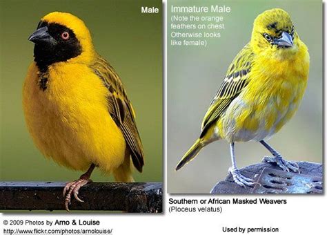 Birds African Masked Weavers Male And Female African Masks African
