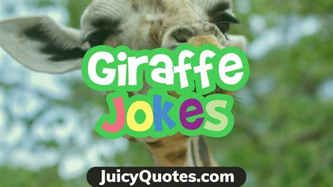 Funny Giraffe Jokes And Puns 2020 These Giraffe Jokes Will Make You