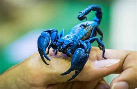 Scorpion Description Habitat Image Diet And Interesting Facts