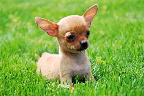 Types Of Chihuahua Dog Breeds
