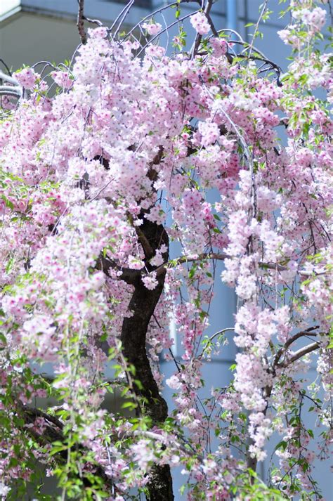 Snow fountains are 1 of the most highly desirable cherry blossom trees for a multitude of reasons, most famously their beautiful eruption of pure white flowers in early spring. hawaiienne: fawun: orcchid: daisify: so pretty omfg wowow ...