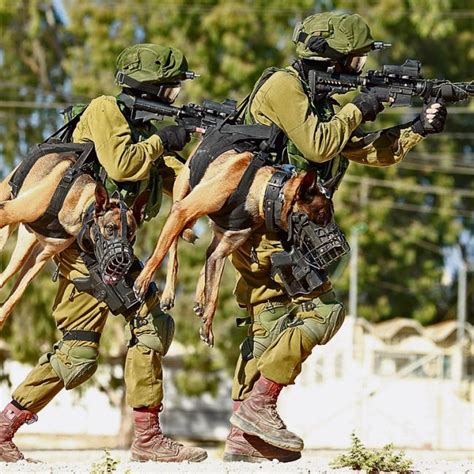 Israeli Army Dogs Are As Tough As They Come 3 Pics
