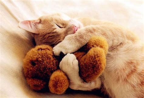 24 Animals Sleeping And Cuddling With Stuffed Animals Cute Animals
