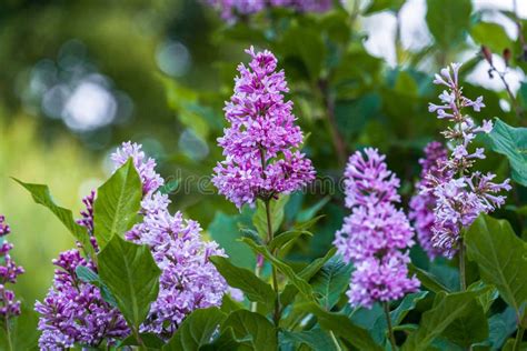 Lush Blooming Sprig Of Wild Forest Lilac On The Clear Summer Evening