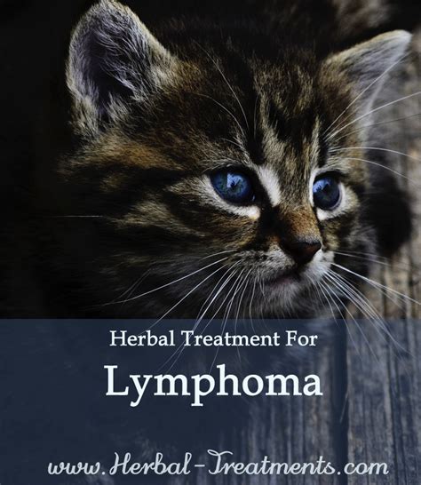 Lymphoma Cancer In Cats Avnayt And Walthams Herbal Treatments