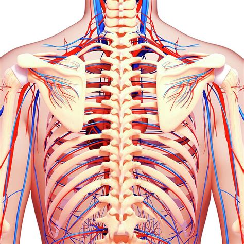 Anatomy Of Upper Yorso Upper Body Anatomy Photograph By
