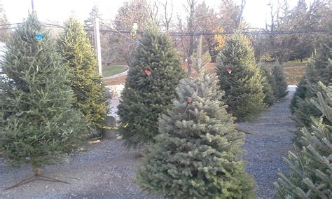 Beautiful Christmas Trees For Sale Conestoga Stone