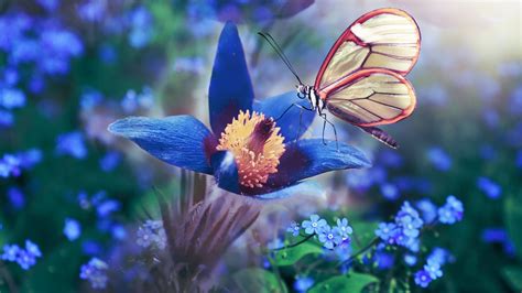 Desktop Wallpaper Blue Flower Butterfly Meadow Macro Hd Image