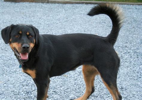 These Mixed Breed Rotties Are The Real Winners 10 Best Rottweiler