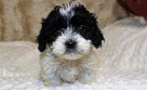 Ask questions and learn about cockapoos at nextdaypets.com. Cockapoo Puppies For Sale | Jacksonville, FL #123139
