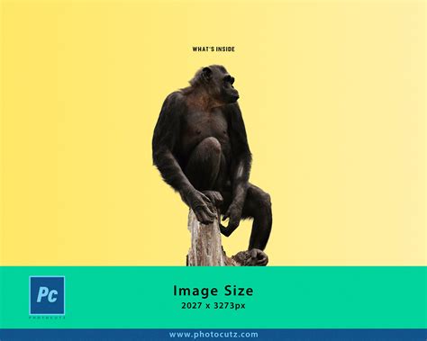 Chimpanzees High Res Photoshop Png Cutouts Overlays Mini Etsy