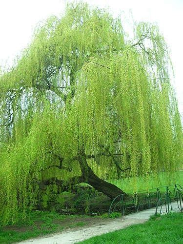 Weeping Willow Tree Shade Perennials Weeping Willow