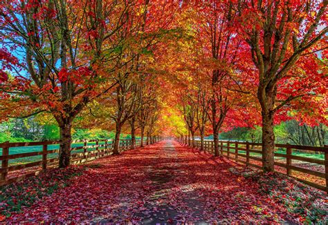 Trees For Autumn Colour Arboretum Your Home And Garden Heavenarboretum
