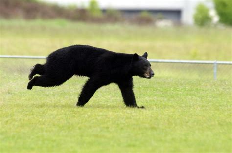 Oregon Fish And Wildlife Officials Euthanize Black Bear Trapped Near