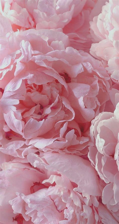 Light Pink Peonies Bouquet Wallpapers Wallpaper Cave