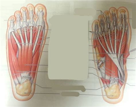 Insertions of the extrinsic foot muscle tendons on the plantar surface of the foot. The intrinsic muscles of the foot - PurposeGames