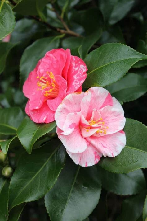 How To Care For Camellias Camellia Japonica And Lots Of Gorgeous Pictures