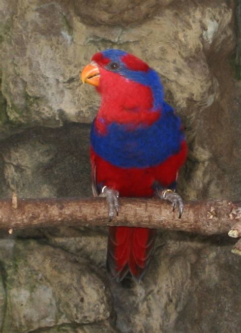 Bluesband form the down south of sweden. Red-and-blue lory - Wikipedia