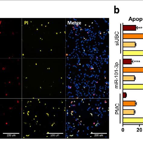 mir 101 activates intrinsic apoptosis pathway in hct116 cells a download scientific diagram