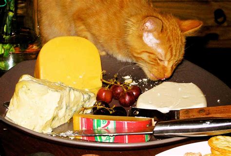 Can Cats Eat Cheese 11 Tips For Better Can Cats Eat Cheese Petanew