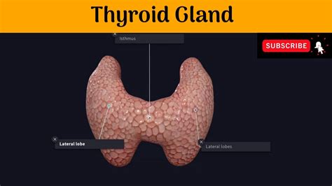 Thyroid Gland Parts Relations Blood Supplymicroscopic Structure