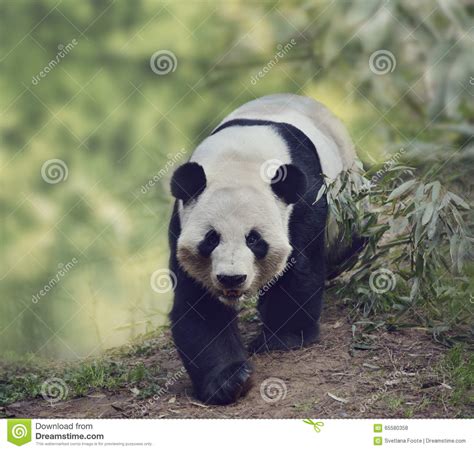 Giant Panda Bear Stock Photo Image Of Walk White Giant 65580358