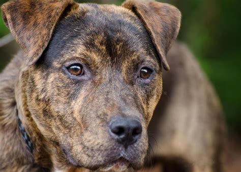 Brindle American Pit Bull Terrier Mix Dog Portrait Stock Image Image