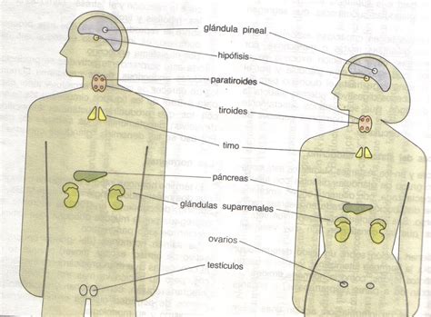Exercicios Sobre Sistema Endocrino