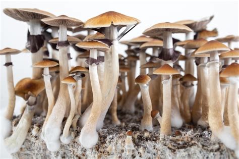 The Strongest Magic Mushrooms Ranked By Potency