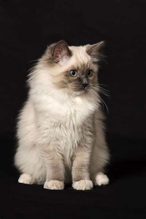 117 Best Persians Himalayan And Rag Doll Kittens Images On Pinterest