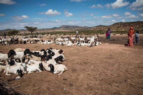 Somalilands Herders Devastated By Drought Al Jazeera