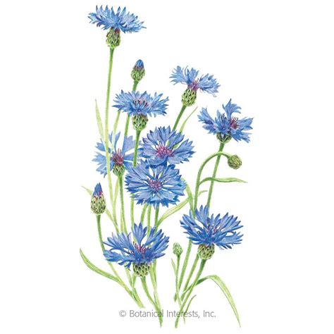 Blue Boy Bachelors Button Flowers Botanical Interests Watercolor