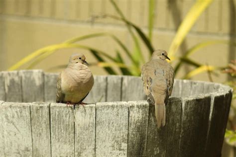 Coos Signal The Start Of Mating Season Orange County Register