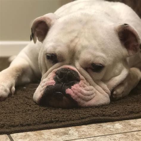 When You Realize That Tomorrow Is Monday Dog Ts Bulldog Dogs