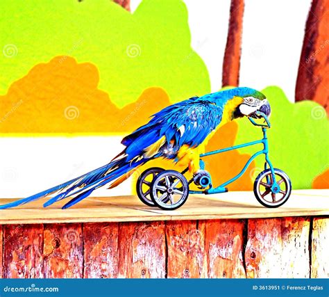 Parrot On The Bike Stock Image Image Of Trained Parrot 3613951