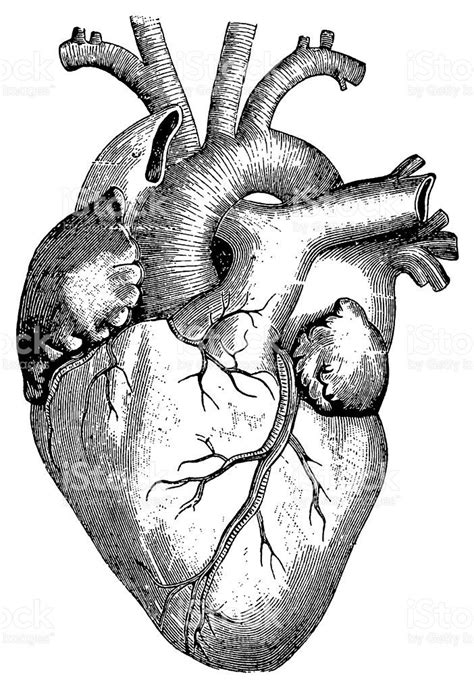 Antique Engraving Of Human Heart Published In Systematischer