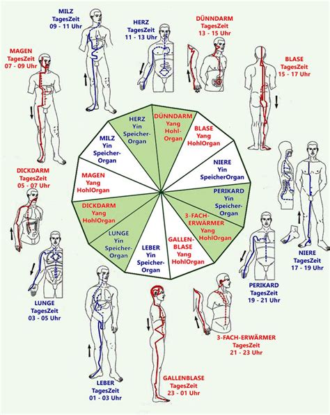 Sie werden als bewegungen des qi wahrgenommen. OrganUhr | Organuhr, Traditionelle chinesische medizin, Organe