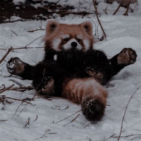 Red Panda Pfp🐼 In 2022 Cute Little Animals Cute Wild Animals Cute