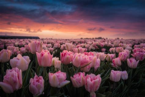 Download Field Pink Flower Flower Nature Tulip Hd Wallpaper
