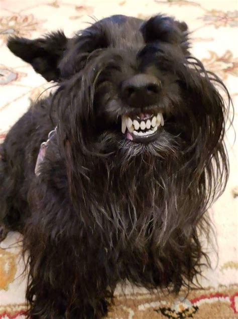 Oh My Goodness This Is One Happy Scot Scottie Puppies Scottie Dog