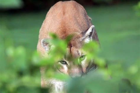 Cougar Captured In Southern Ontario Ontario News Toronto Sun