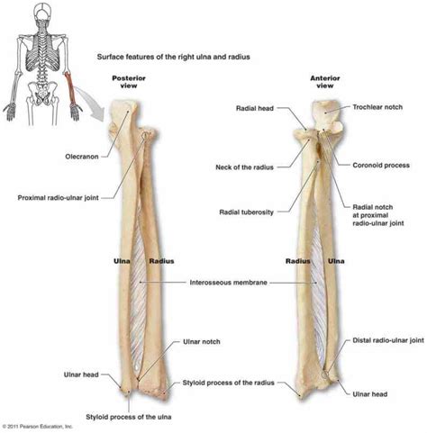 Named due to its articulation with the olecranon fossa of the humerus ulnar tuberosity: Labeled Ulna And Radius | MedicineBTG.com