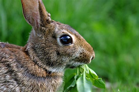 Some Flowers Rabbits Wont Eat Watters Garden Center
