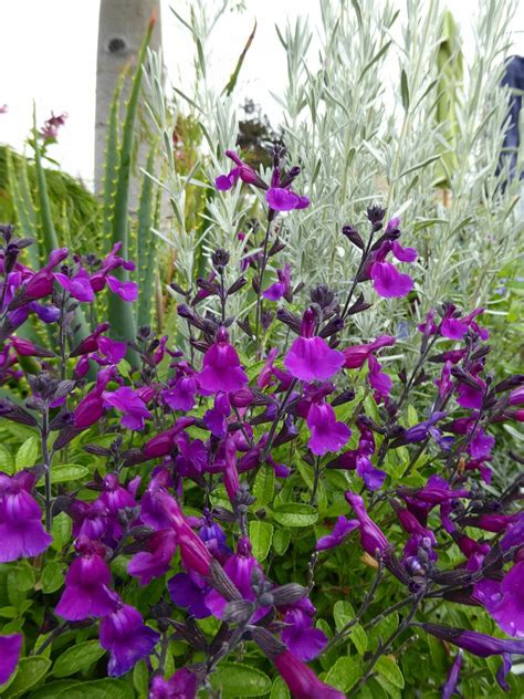 Salvia Ignition Purple From Annie Annuals Vf 8 6 20 Salvia