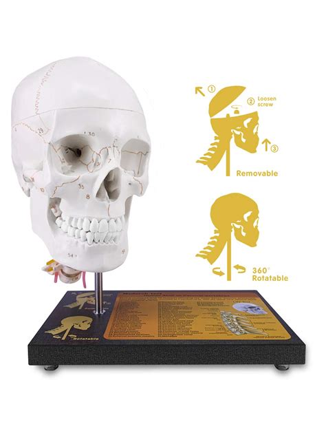 Buy 360°rotate Upgraded Life Size Human Skull On Cervical Vertebrae