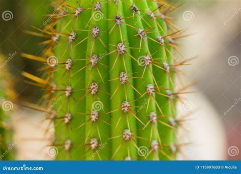 Green Cacti In Spring In Nature Israel Macro Shot Stock Image